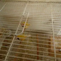 یک جفت فنچ گلدین