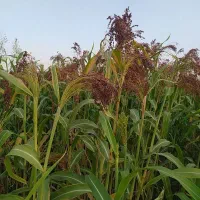 خرید جارو کیلوی و هکتاری