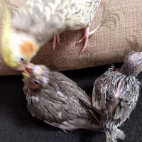 دوعددجوجه عروس