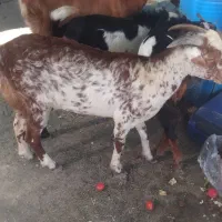 بز نر و ماده