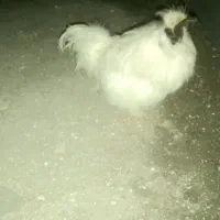 ابریشمی|حیوانات مزرعه|قزوین, |دیوار