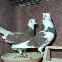 کفتر فوق پرشی به شرط