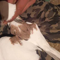 کبوتر طوقی زرد|حیوانات|همدان, |دیوار