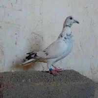 تعدادی کبوتر|پرنده|سمنان, |دیوار