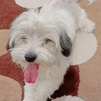 سگ شیتزو|سگ|شهرکرد, |دیوار