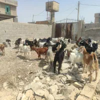 گوشت‌کهره‌‌وبز‌درخدمت‌دوستان‌هستم|حیوانات مزرعه|جم, |دیوار