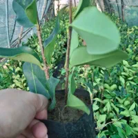 یاس نایلکسی|خدمات باغبانی و درختکاری|کلاچای, |دیوار