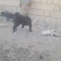 سگ اصفانی