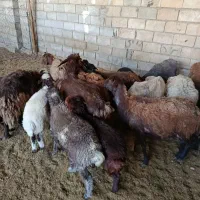 گوسفند معاوضه میکنم باشهابسنگ شناسنامه دار عکس دوم