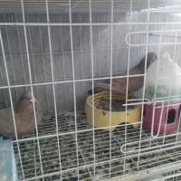 رنگی.دورگ|پرنده|باوی, |دیوار