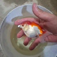 ماهی سایز ۴ اینچ|ماهی|ساوه, |دیوار