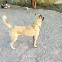 سگ کانگال نر ۷ماه اصل|سگ|مهاباد (آذربایجان غربی), |دیوار