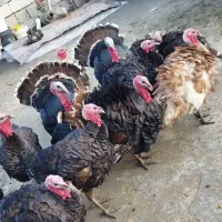 بوقلمون کوردی|حیوانات مزرعه|کامیاران, |دیوار