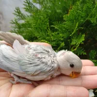 طوطی برزیلی سرلاکی قفس|پرنده|محلات, |دیوار