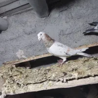 هفت‌رنگ|پرنده|قزوین, |دیوار