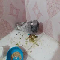 دوعدد کفتر خوب و قلدر