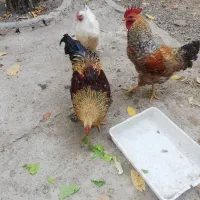 چند عددخروس محلی جوان قیمت 750