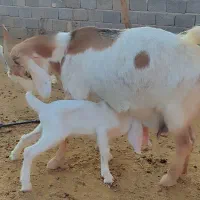 فروش تعداد ۱۵ بز پاکستانی به همراه کهره|حیوانات مزرعه|خرامه, |دیوار