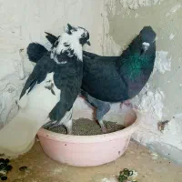 چند جفت کبوتر فروشی