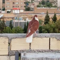 کفتر نرو ماده شهری|پرنده|شیراز, پودنک|دیوار