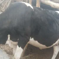 یک عدد گاو چهار ماهه عبست