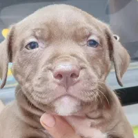 واگذاری سگ پیت بول