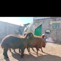 توغلی پرواری