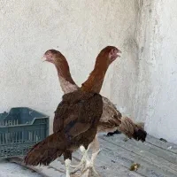 مرغ و خروس