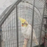 عروس هلندی لوتینو