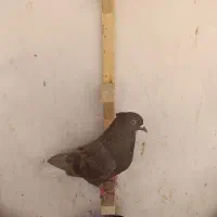 کفتر|پرنده|شیراز, ریاستی|دیوار