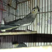 عروس ۴۵روزه