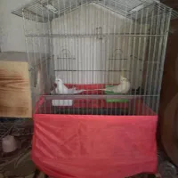 عروس هلندی وفنج|پرنده|بندرعباس, |دیوار