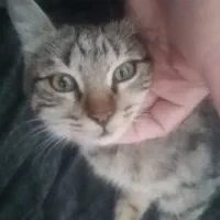 واگذاری بچه گربه سه ماه نر|گربه|نیشابور, میدون بار|دیوار