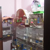 طوطی برزیلی مرغ عشق مرغ مینا عروس هلندی فنچ