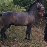 مادیان سیاه نیله سال۵