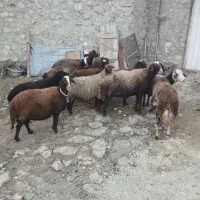 گوسفند داشتی|حیوانات مزرعه|بروجرد, |دیوار