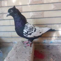 کفتر سینه|پرنده|شیراز, اصلاح‌نژاد|دیوار