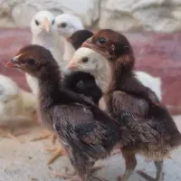 جوجه لاری