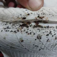 سمپاشی سم پاشی ساس و سوسک تضمینی شبانه روزی