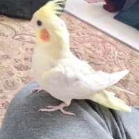 جوجه عروس هلندی زیبا و خواستنی
