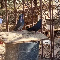 کبوتر زاغ پرشی