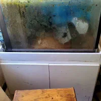 اکواریوم ماهی