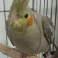 جوجه عروس هلندی|پرنده|قرچک, شهرک الحدید|دیوار