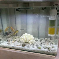 آکواریوم شرکتی|ماهی|تربت جام, مسکن مهر|دیوار