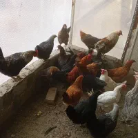 جوجه مرغ و خروس|حیوانات مزرعه|بومهن, |دیوار