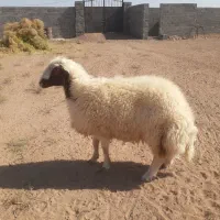 بره قوچی سنجابی|حیوانات مزرعه|بردسکن, |دیوار