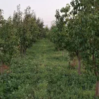 باغ گلابی فروشی ۲۲۵۰۰ متر مربع|فروش دفتر صنعتی، کشاورزی، تجاری|مشهد, دانشجو|دیوار