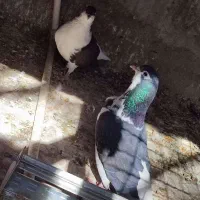 کبوتر|پرنده|سراوان, |دیوار