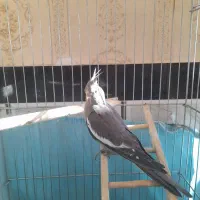 عروس هلندی