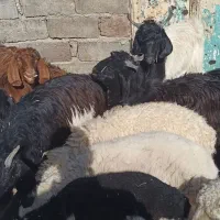 بره و کره فروشی